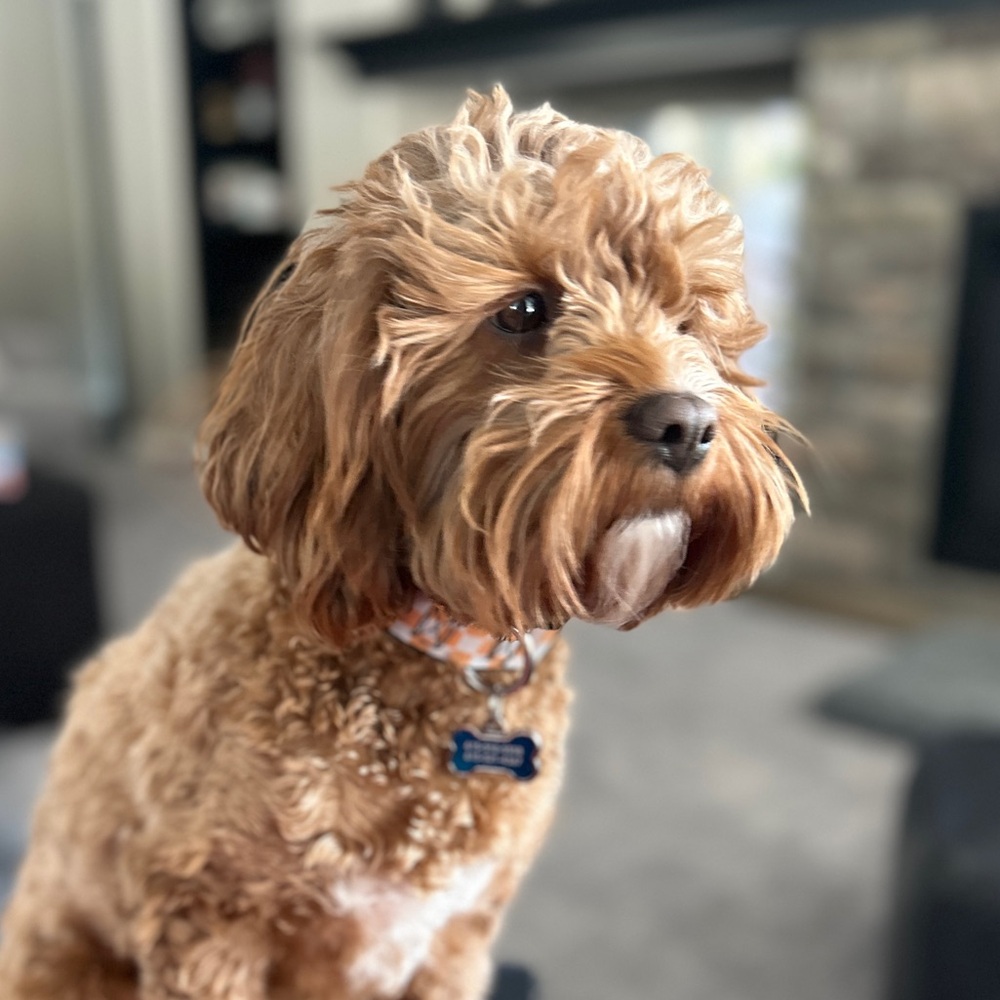 Meet your Posher, Alli